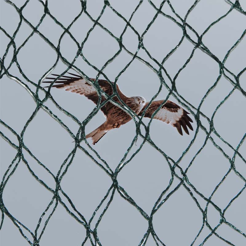 Những lựa chọn vật liệu cũng như ưu điểm và nhược điểm của lưới ngăn chim là gì?