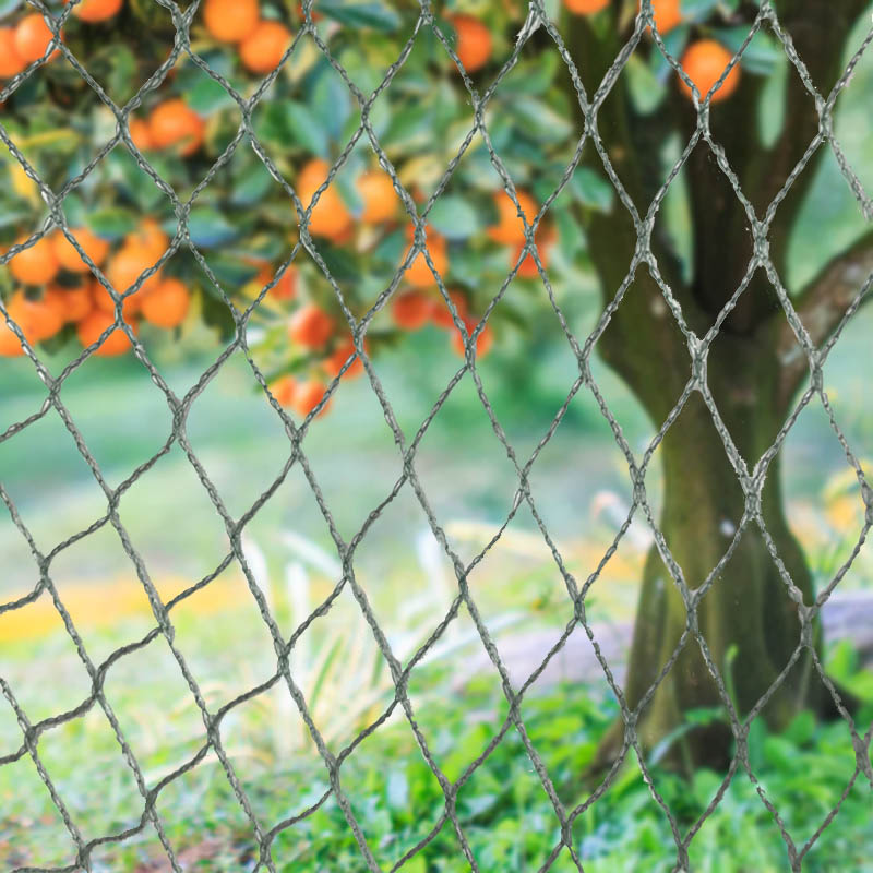 Rào cản động vật bằng lưới chim